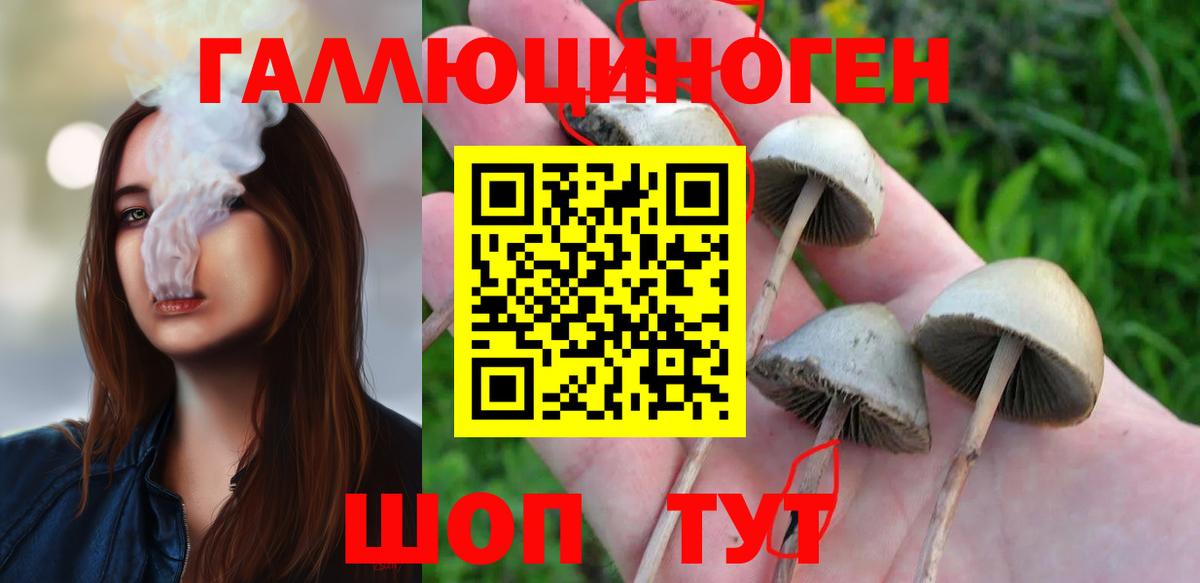 Тайшет  Галлюциногенные грибы GOLDEN TEACHER  Вход с VPN 